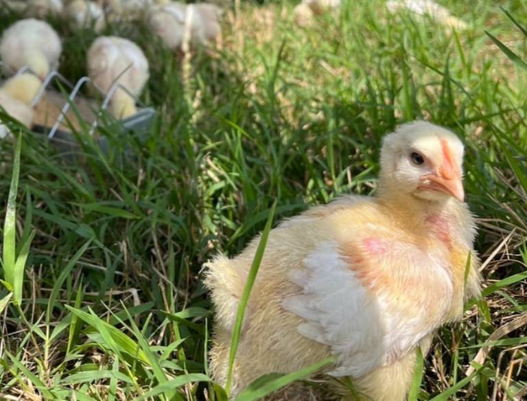 organic chick