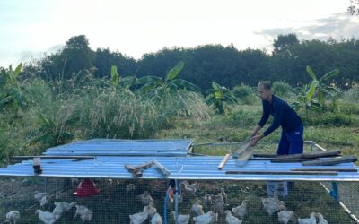 Our Organic Feed: The Full Breakdown