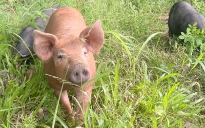 Life in the Forest: How We Raise Our Organic Pigs