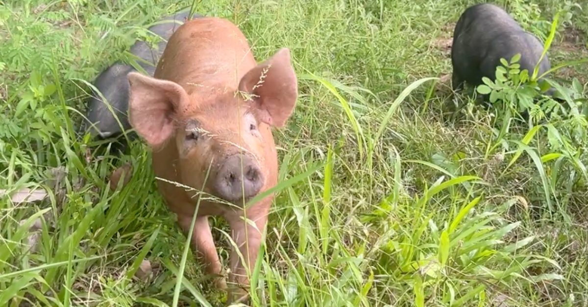 Screenshot 2569-03-30 at 14.51.26_featured