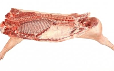 Top Premium & Organic Pork Farms in Thailand