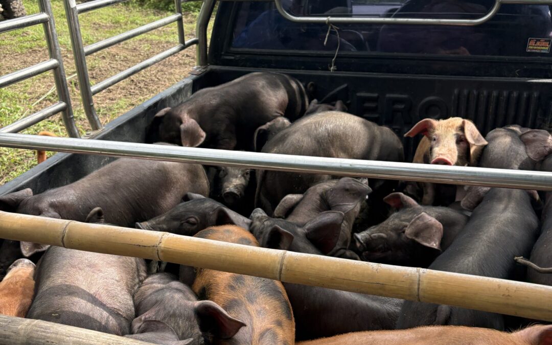 More piglets on the farm