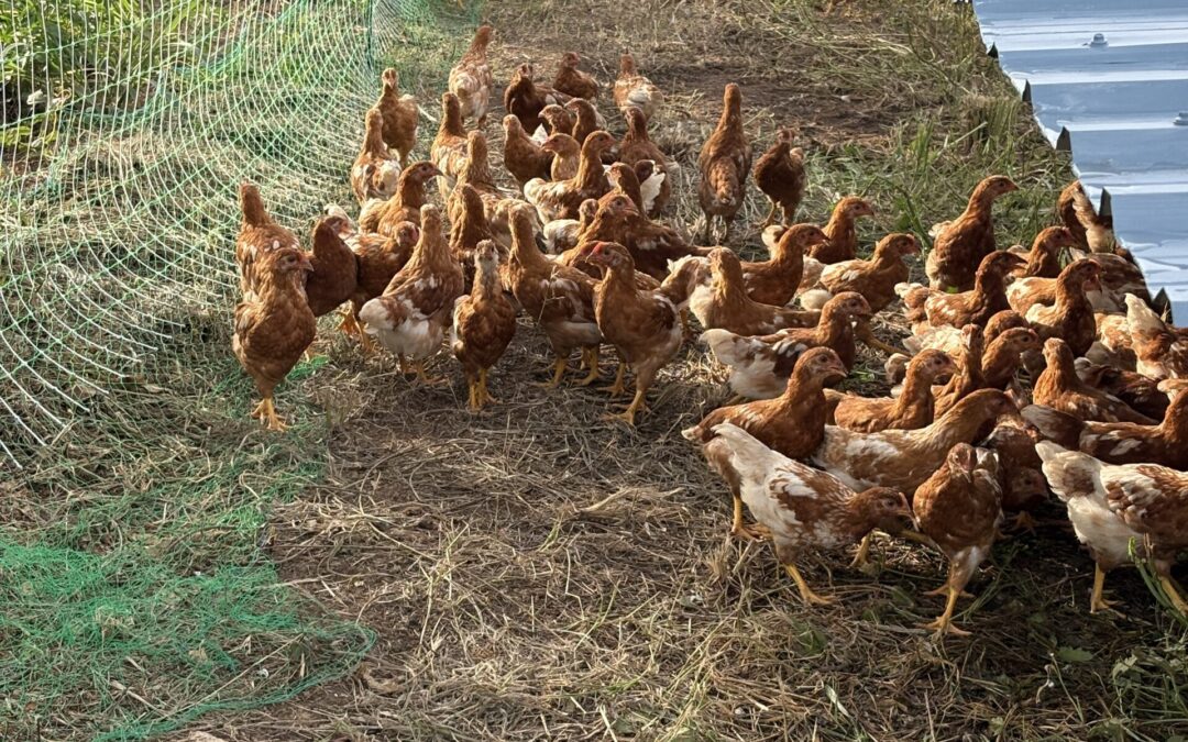 We got more layer chickens!