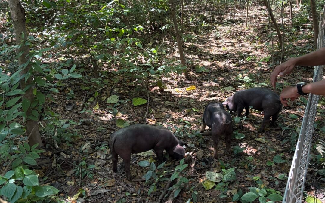 More piglets on the farm!