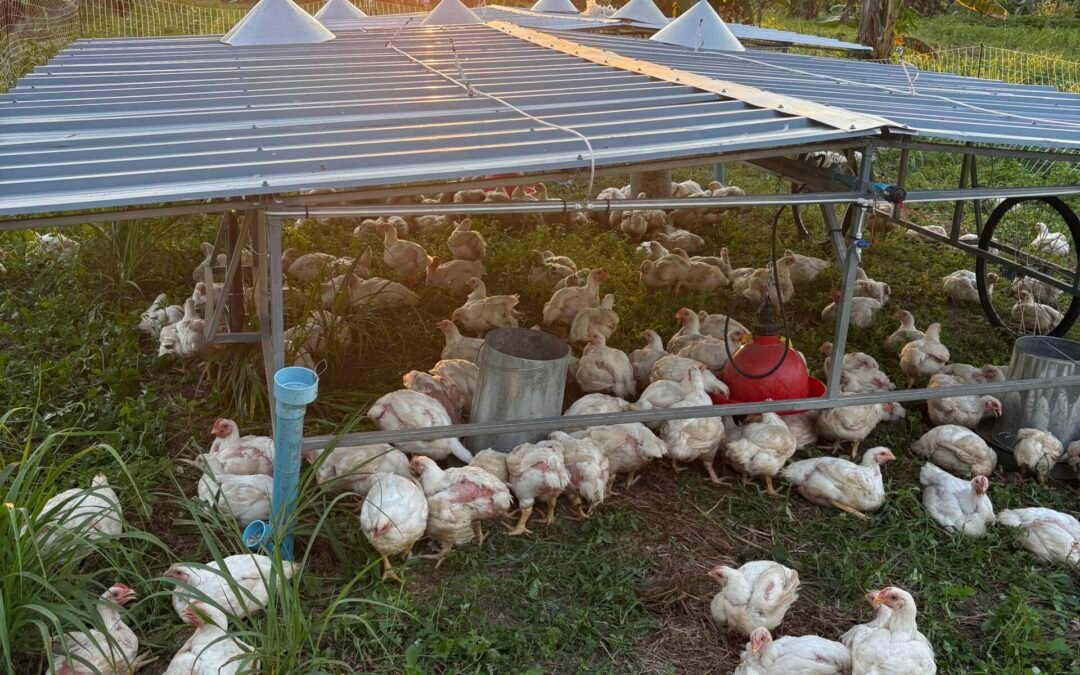 Sunset with the chickens